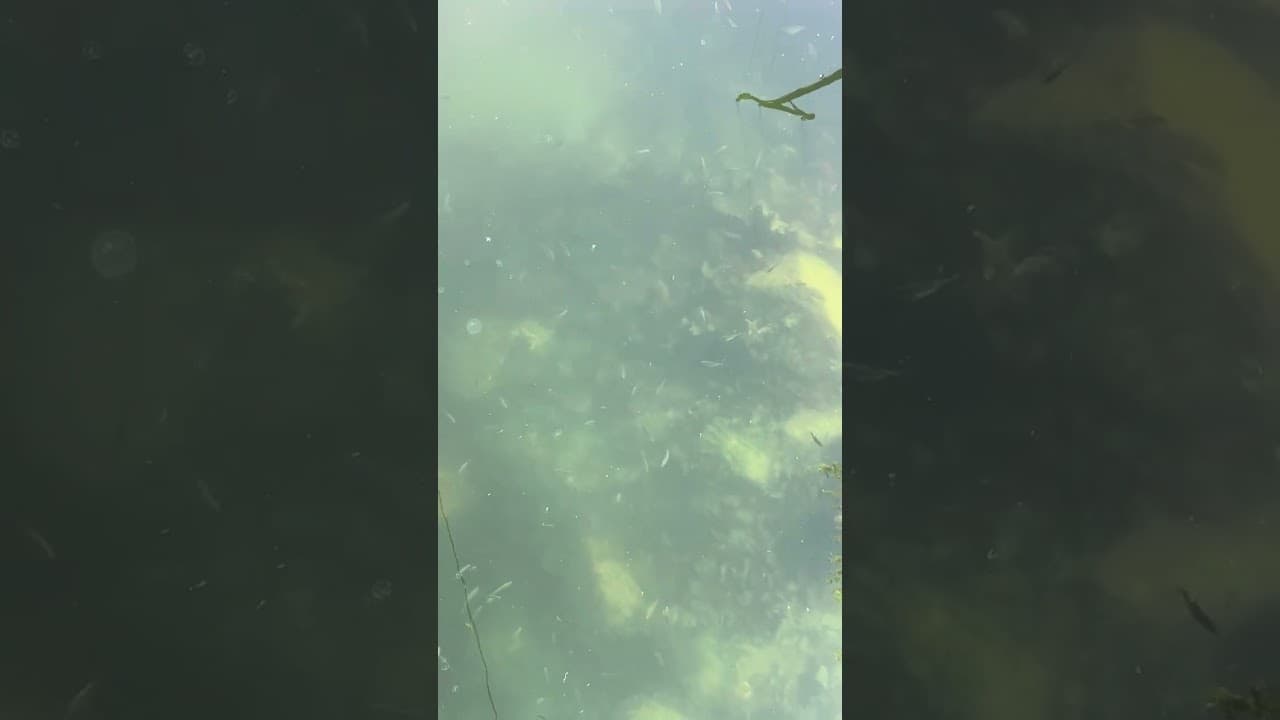 加拿大海边的真实生态环境：疗愈心灵