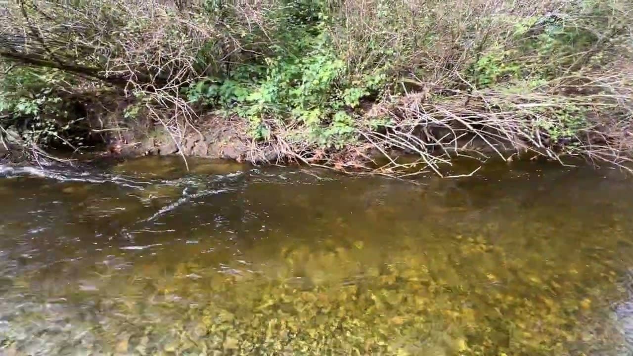 老王農場今日實境:三文魚出現了!