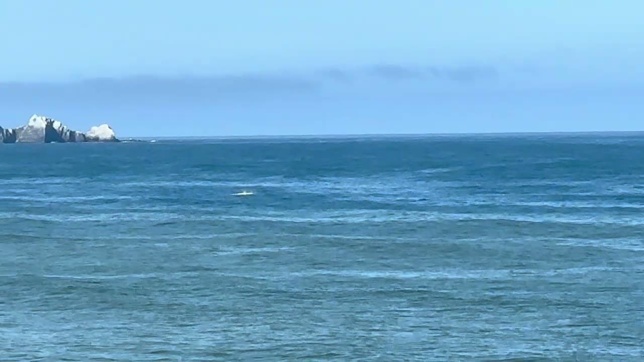 盯着小须鲸在海边玩,为什么湾区是夏日避暑胜地